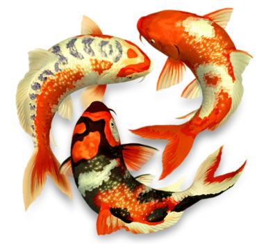 koi kapr